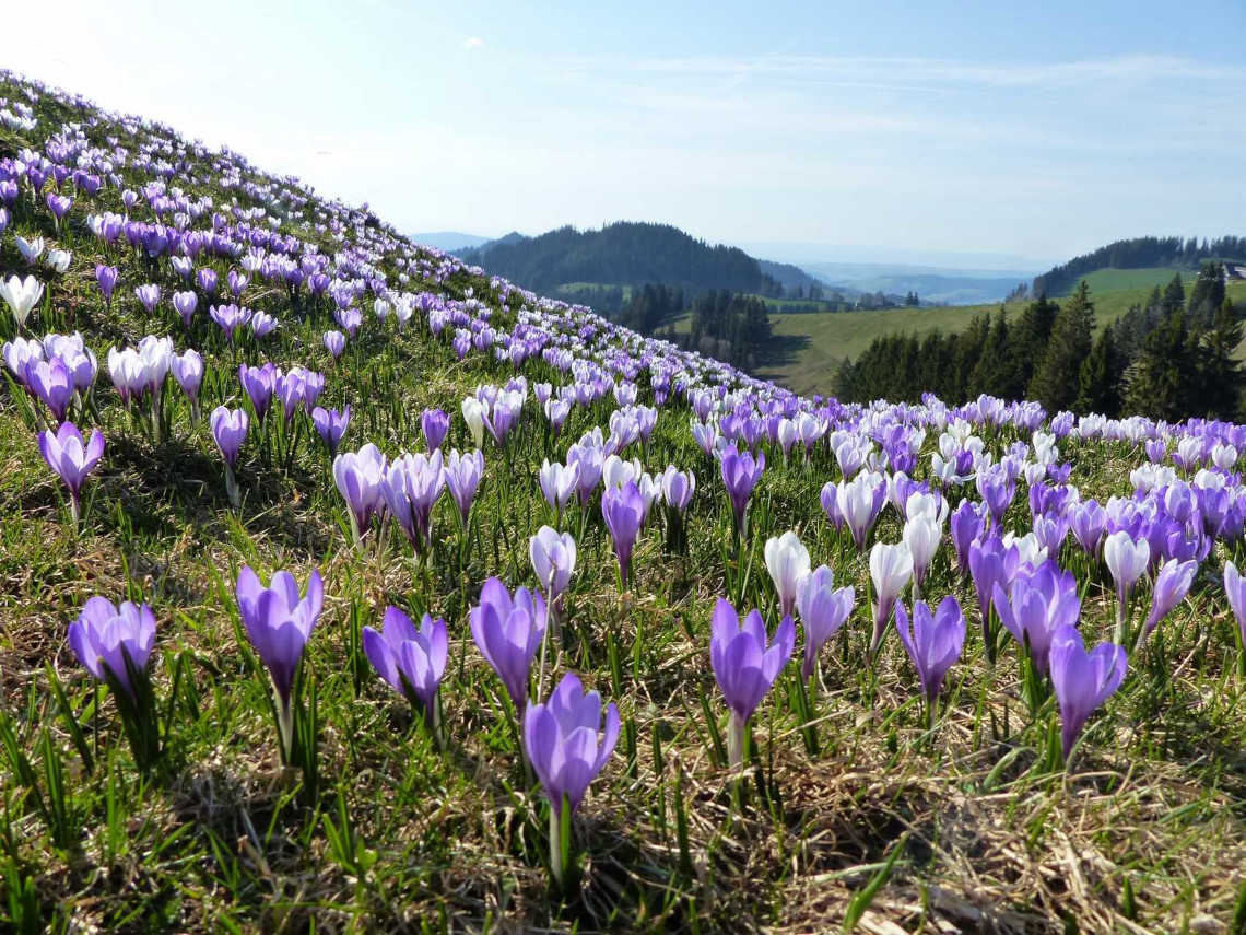 Naturnahe alpine Landschaft
