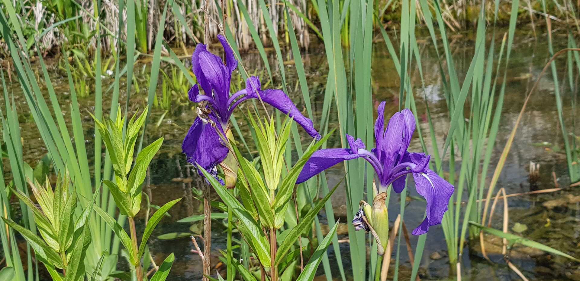 Heimische Blütenpflanzen als Lebensraum für Insekten
