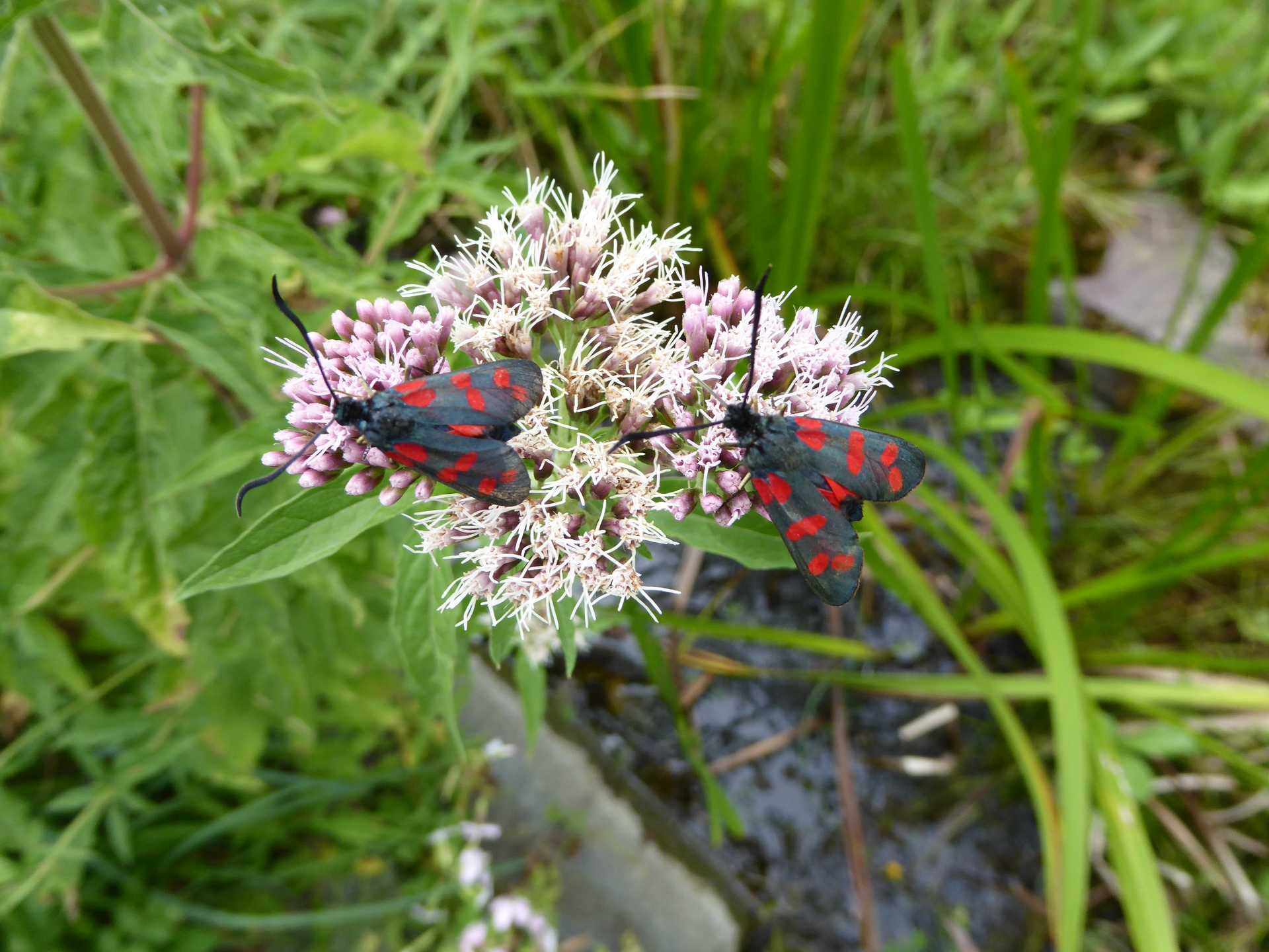 Wildblumen und Insekten in einem naturnahen Garten
